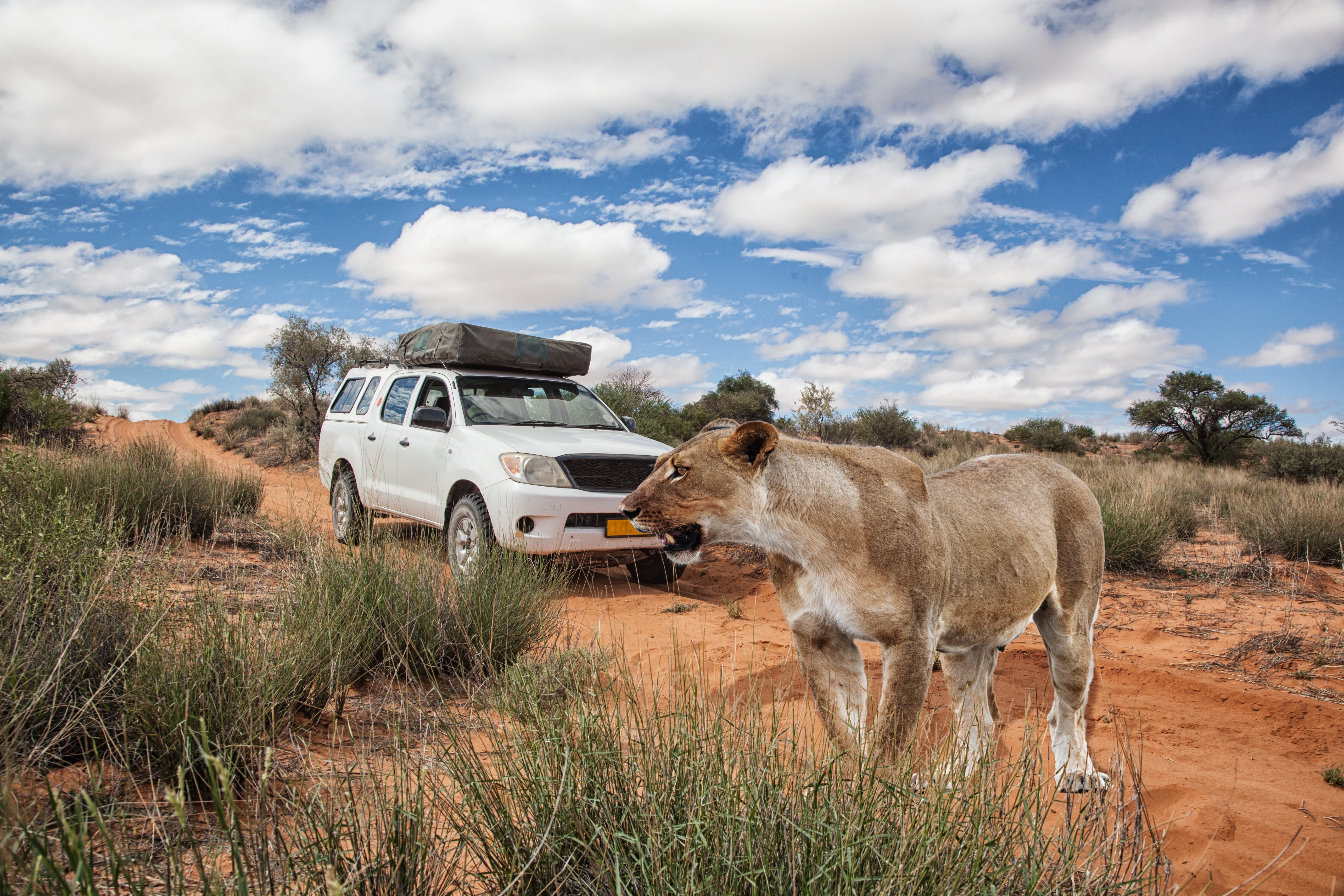Botswana Kalahari Michael Wick shutterstock_1163432335 RFC.jpg