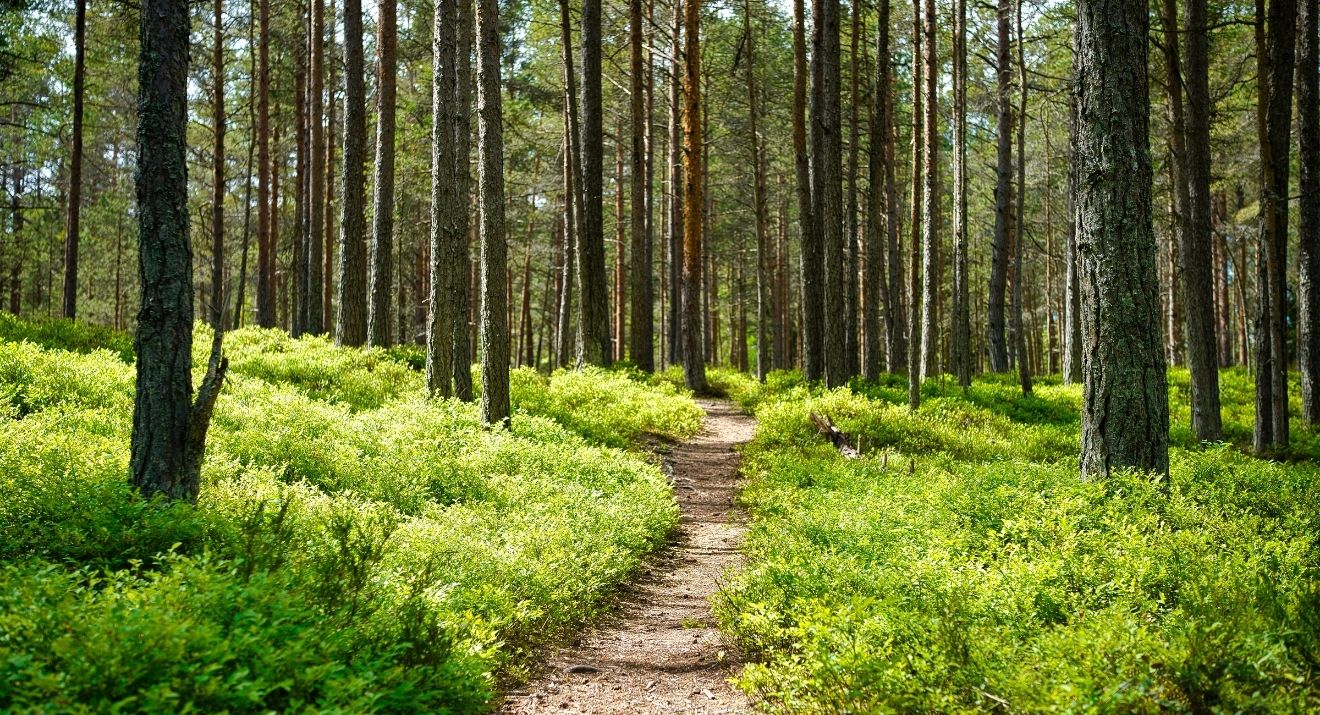 elsewhere | Expertly Crafted Travel to Estonia