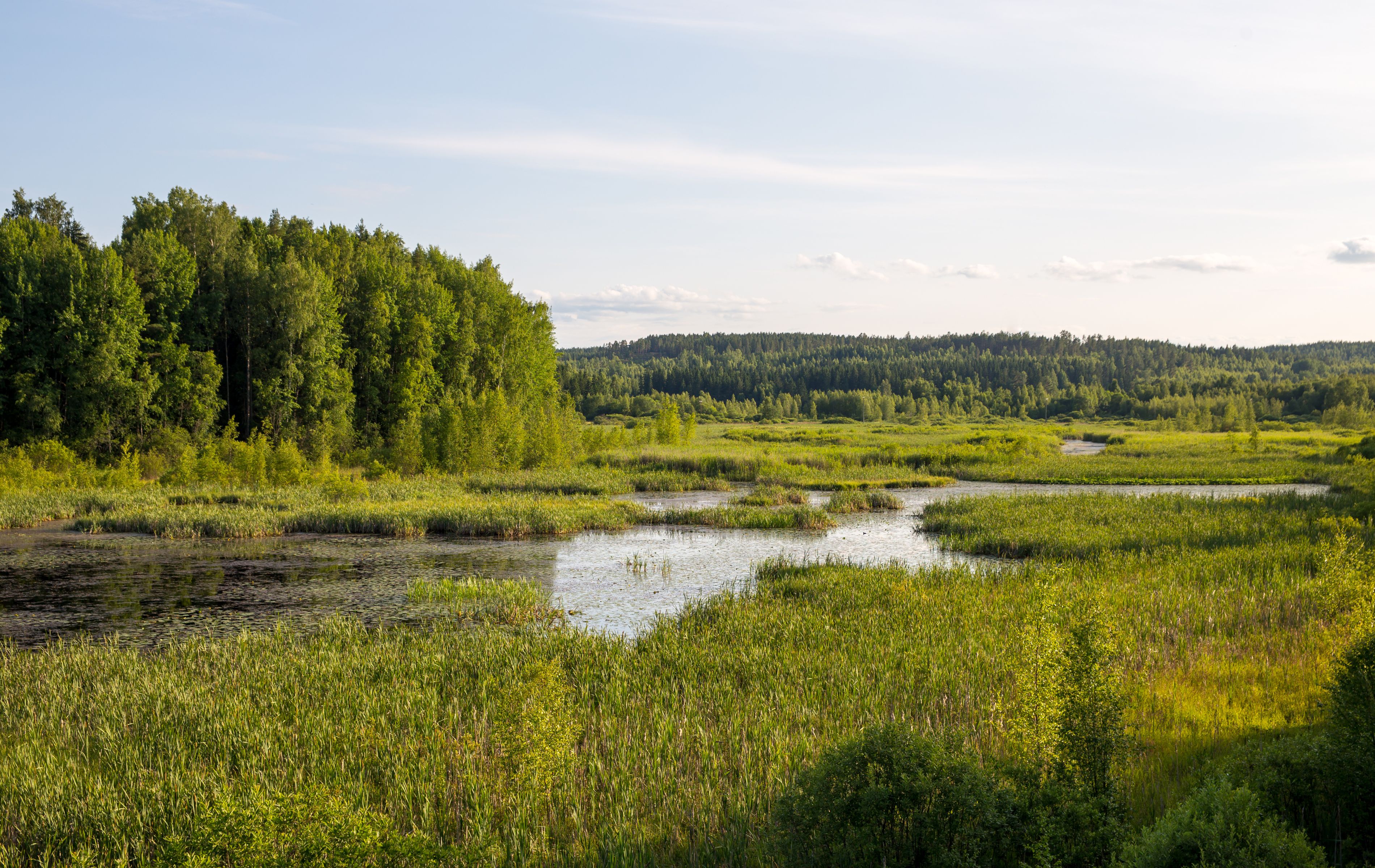Nyabarongo Wetlands · photograph 1