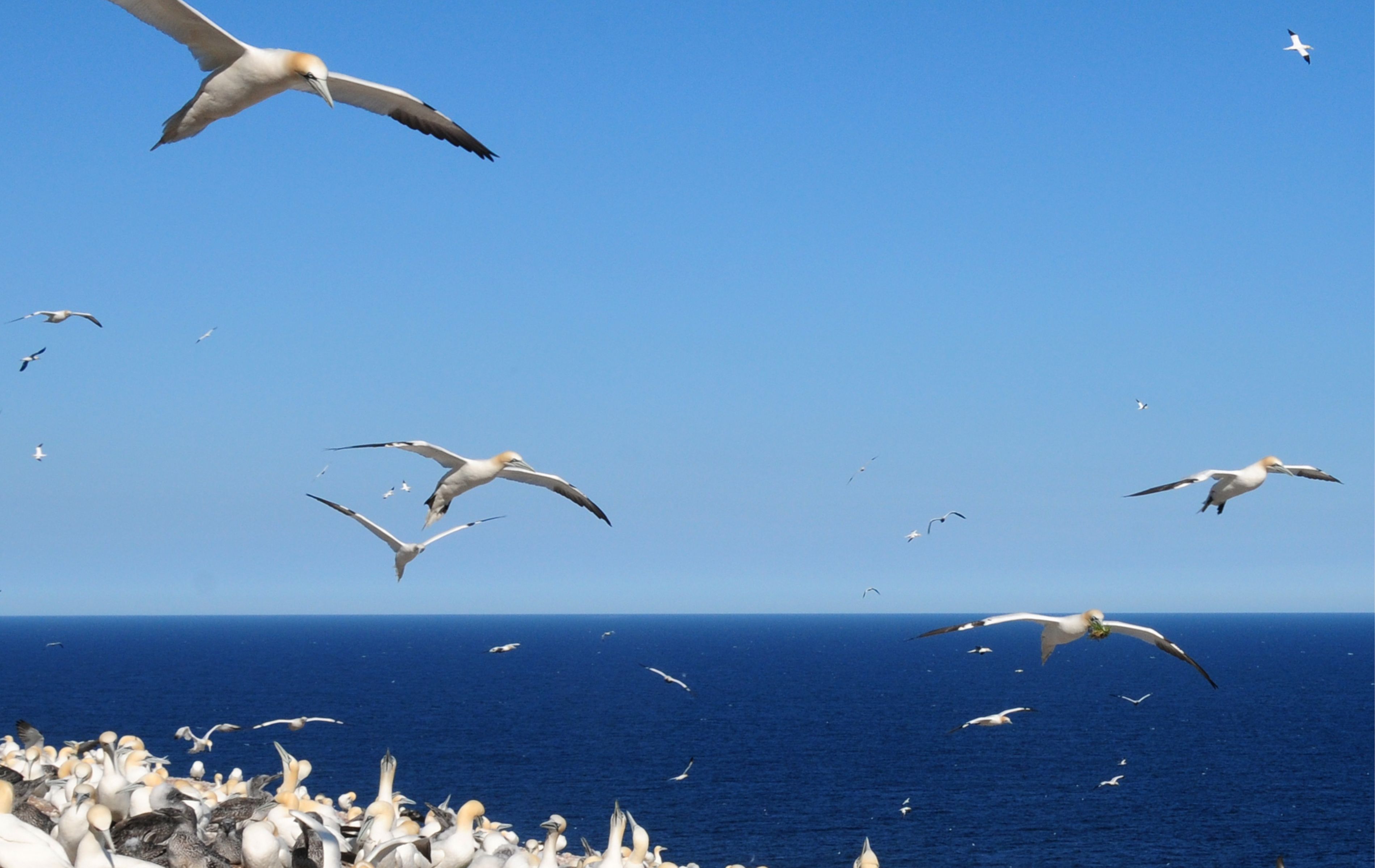 Millions of migratory birds in the Parc National des Oiseaux du Djoudj